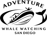 Adventure Whale Watching San Diego