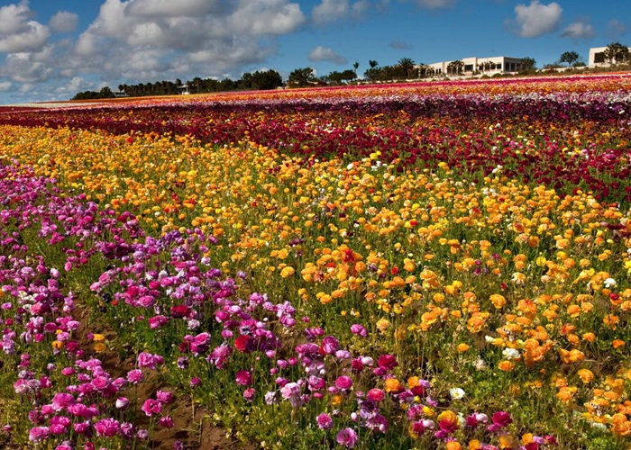 The Carlsbad Flower Fields: Life in Full Bloom