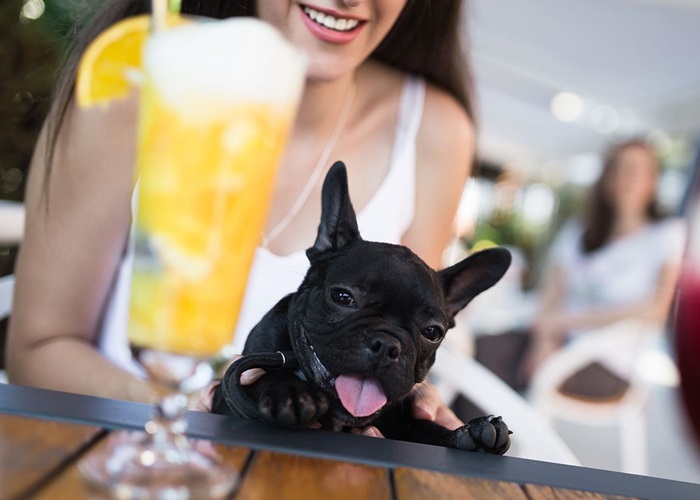 Los restaurantes Pet Friendly más genial... | Canasta Rosa