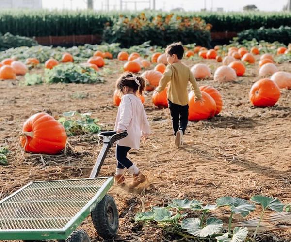 Kids pulling a cart at the Carlsbad Strawberry Company Pumpkin Patch