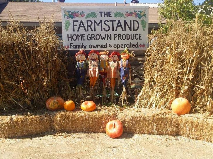 Farm Stand West’s Pumpkin Patch