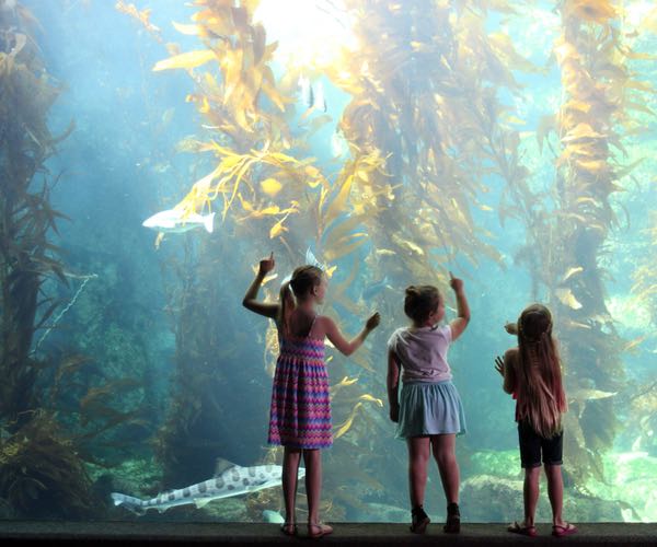 Sunny 7 Ways to Make a Splash in San Diego Birch Aquarium