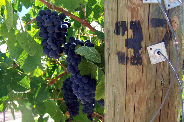 purple grapes on a vine