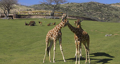 Giraffes at the San Diego Zoo Safari Park