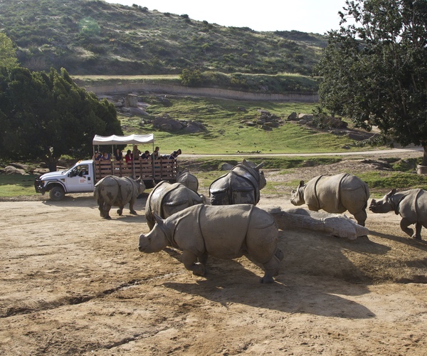 Rhino Caravan at the San Diego Zoo Safari Park