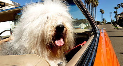 Dog riding in a convertible with the top down