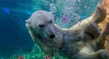 Polar Bear at the Zoo in San Diego CA 