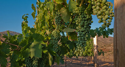 Grapes on the Vine San Diego Vineyard and Wineries