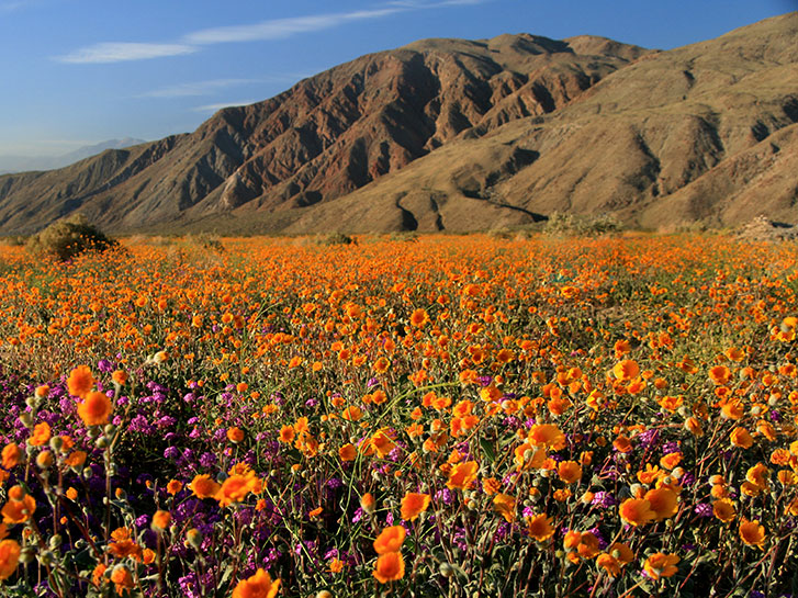 Orange flowers blooming in the Anza Borrego Desert