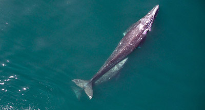 Gray whale during mating season off the coast of San Diego CA