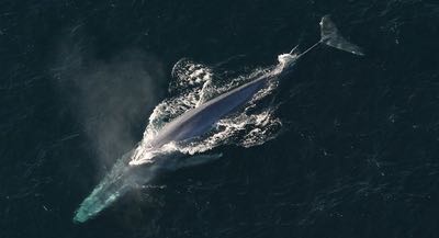 Blue whale watching in San Diego