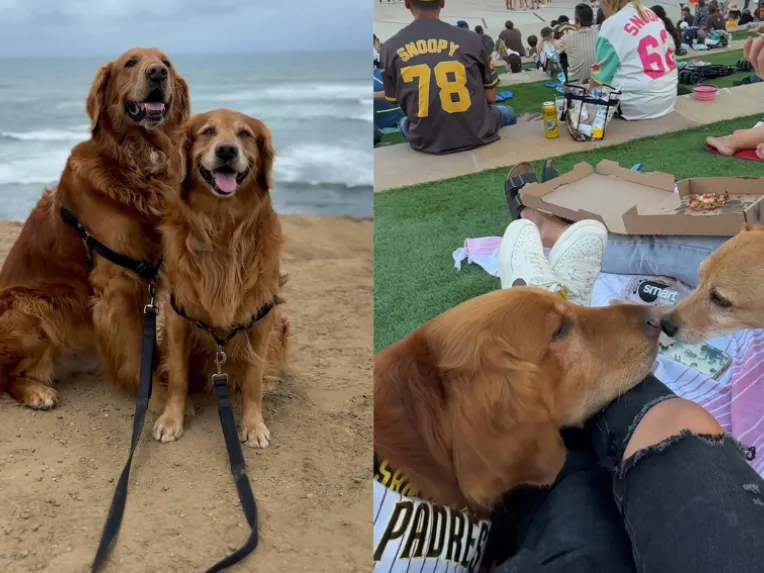 Two golden retrievers sit together on a cliff overlooking the ocean, smiling, in San Diego. In another scene, one retriever sniffs another dog while lounging on a picnic blanket at Petco Park. 