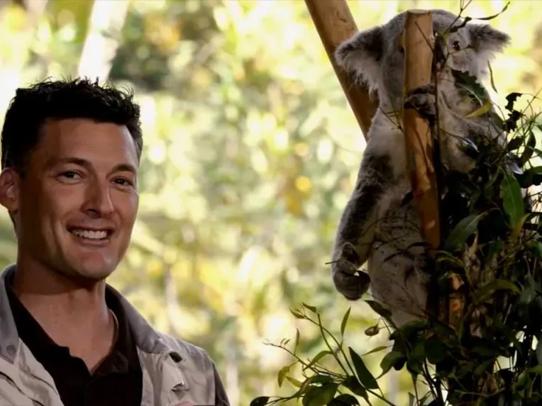 A man stands outdoors smiling near a koala sitting on a tree branch surrounded by green leaves.