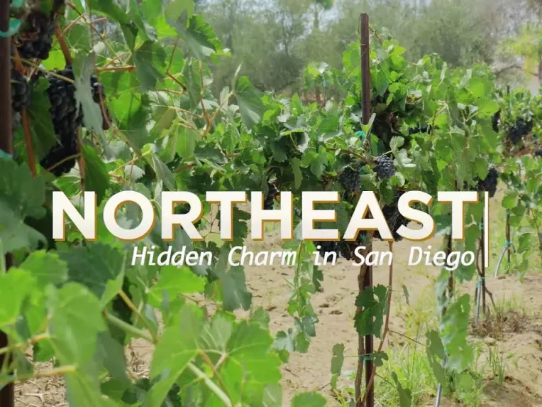 Rows of grapevines growing in a vineyard with the text "NORTHEAST Hidden Charm in San Diego" overlaid on the image.