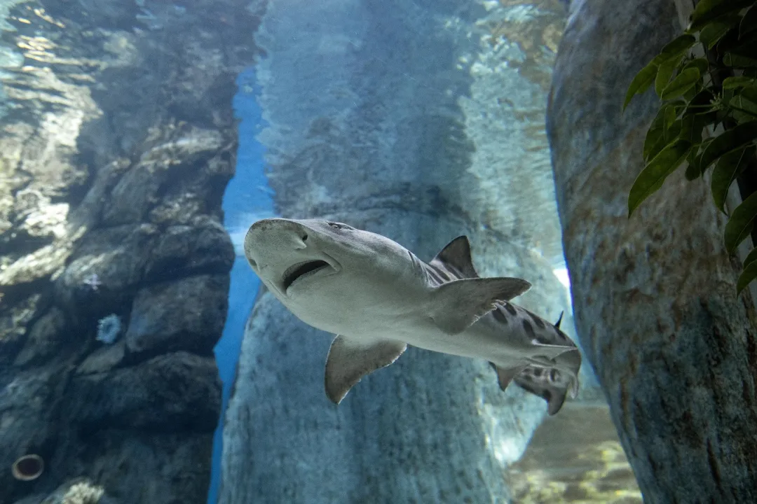 A shark swims in the newly re-envisioned Shark Encounter exhibit at SeaWorld San Diego.