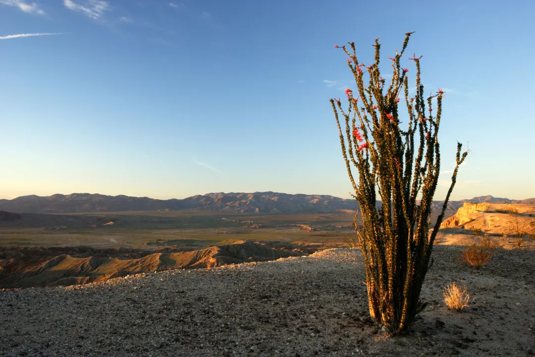 A tall cactus with small red flowers stands against a sunset-lit desert landscape.