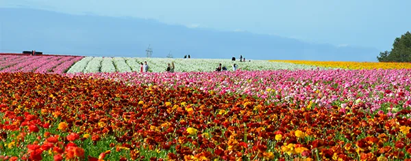 FlowerFieldsHeader600w.JPG.png