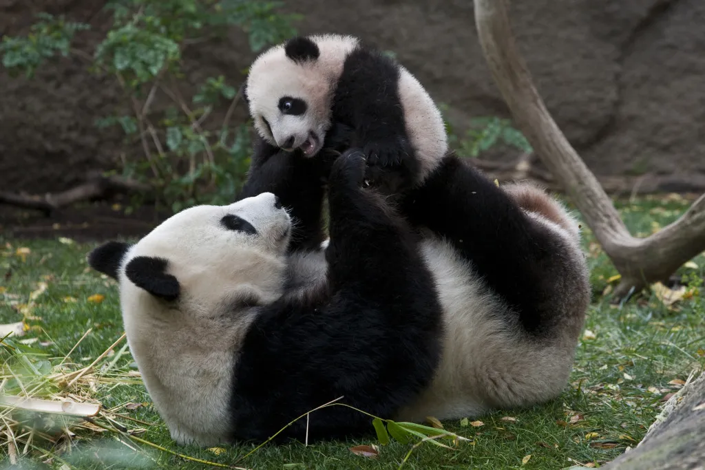 Pandas-Yun-Zi-and-Bai-Yun-courtesy-San-Diego-Zoo-1024x683.jpg