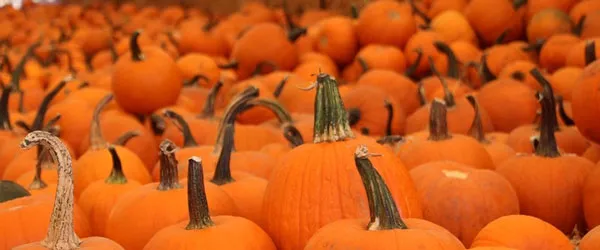pumpkin600.jpg