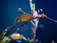 seadragon.jpg