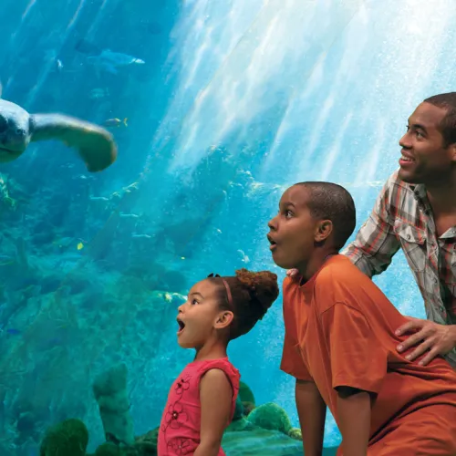 Family is excited viewing a sea turtle close-up in aquarium 
