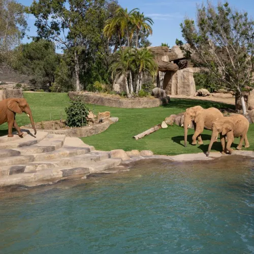 Multiple elephants playing in the grass and water in the Elephant Valley at the San Diego Safari Park in Escondido in San Diego Ca.