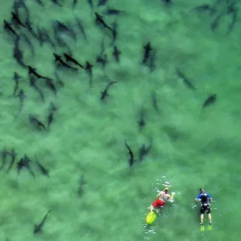 7 Wild Ways to Get Up-close with San Diego’s Amazing Wildlife 