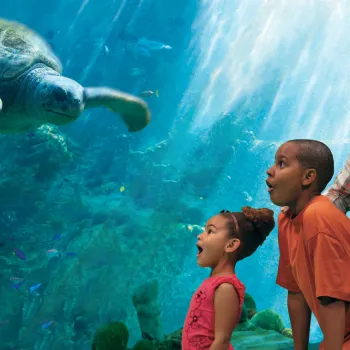7 Reasons to Bring the Family to San Diego
