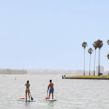 Two people are stand-up paddleboarding on calm waters of Mission Bay near a shoreline with palm trees and a building under a clear sky.