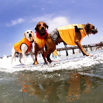 Three dogs wearing orange life jackets stand on a surfboard in the ocean in San Diego, with a pier and people visible in the background under a partly cloudy sky.