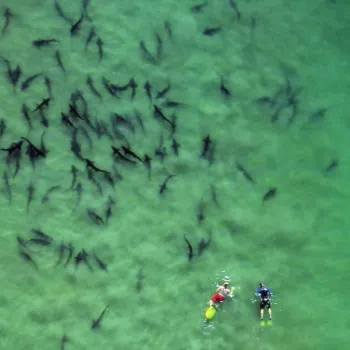 Two divers swim with Leopard Sharks at La Jolla Shores beach in San Diego, CA