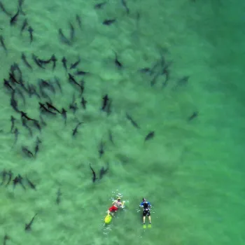 Leopard Sharks at La Jolla Shores