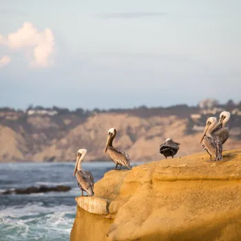 Five pelicans perch on a rocky outcrop by the ocean, with coastal cliffs and distant buildings visible in the background under a partly cloudy sky.
