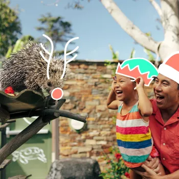 An adult holding a child watches a porcupine on a branch; the child and adult wear drawn-on elf and Santa hats, the porcupine has drawn-on antlers and a red nose.