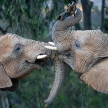 Elephants at the San Diego Zoo Safari Park