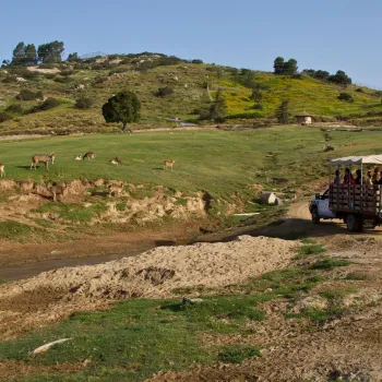 A safari truck with passengers drives through a grassy field with several antelope grazing, set against a hillside with scattered trees at the San Diego Zoo Safari Park.