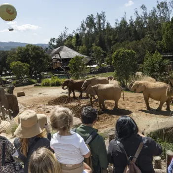 Elephants roaming across Elephant Valley at the San Diego Zoo Safari Park, with a spacious natural habitat, rocky terrain, trees, and guests viewing the herd from a lookout area under a clear sky.