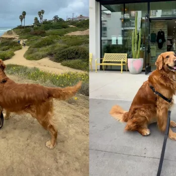 Golden retriever standing on a path by the ocean and in front of a store in san diego.