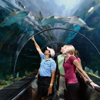Guests at SeaWorld San Diego observe and point at the sharks swimming in the newly re-envisioned Shark Encounter exhibit.