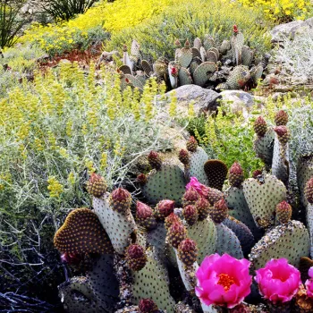 Anza-Borrego Desert Wildflowers Hikes