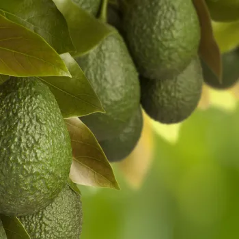 Avocados Grown Locally In San Diego