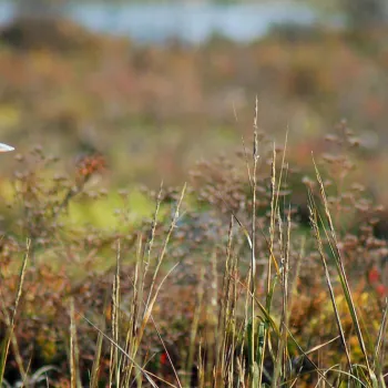 Best Bird Watching in Imperial Beach