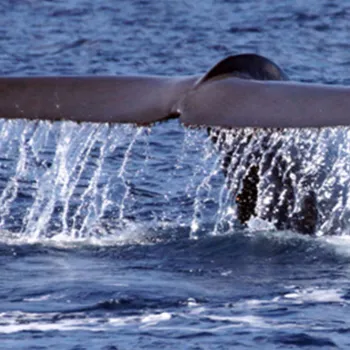 Whale Watching in San Diego