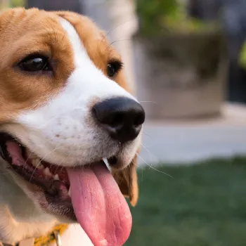 Dog Friendly Breweries