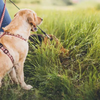 Seven Dog-Friendly Hikes