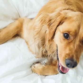 Pet-Friendly Hotels