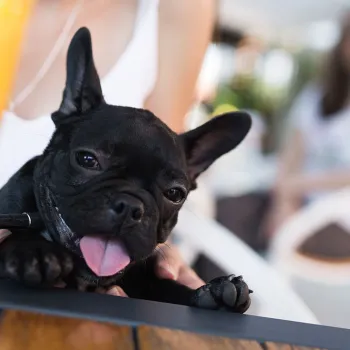 Dog-Friendly Restaurants and Cafés in San Diego