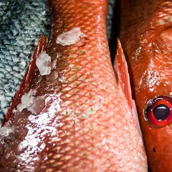 Processing & Shipping Your Caught Fish