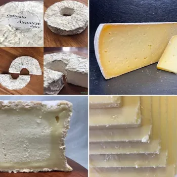 Collage of various cheeses, including a round soft cheese with rind, a yellow semi-hard cheese wedge, and slices of pale semi-soft cheese, shown whole and cut.