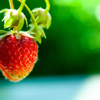 A close-up of a ripe red strawberry hanging from its stem against a blurred green background.